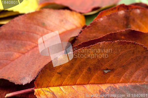 Image of Closeup of some autumnal leaves