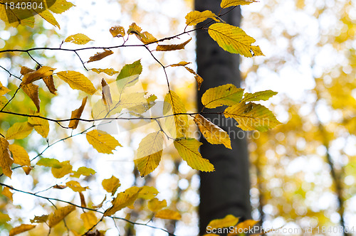 Image of Autumnal photo in a forest