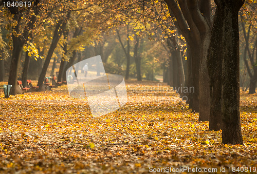 Image of Autumnal photo in a forest