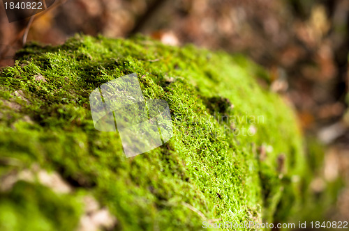 Image of Moss on tree trunk