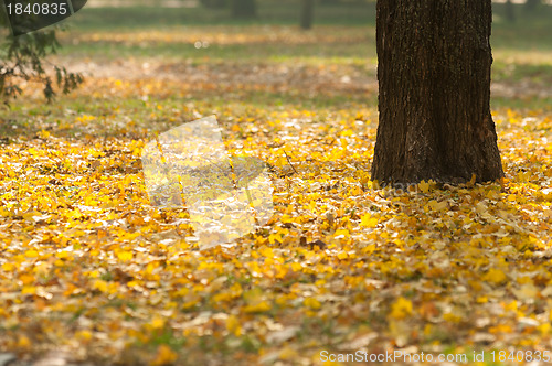 Image of Autumnal photo in a forest