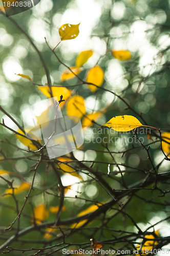 Image of Autumnal photo in a forest