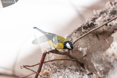 Image of Small bird sitting on branch