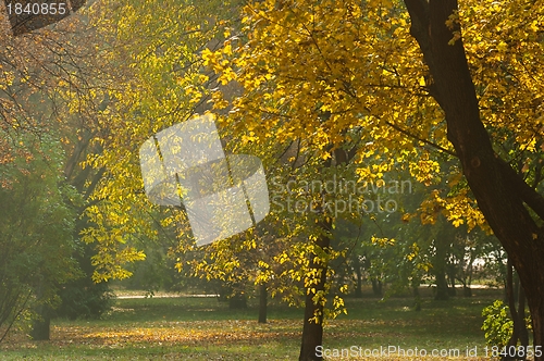 Image of Autumnal photo in a forest