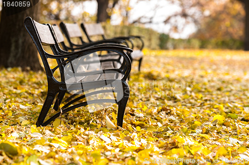 Image of Autumnal photo in a forest