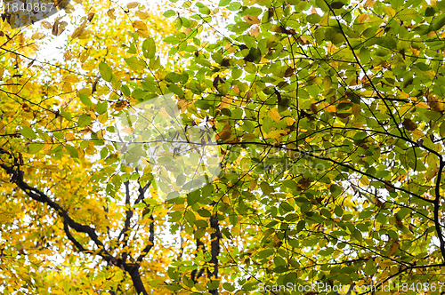 Image of Autumnal photo in a forest