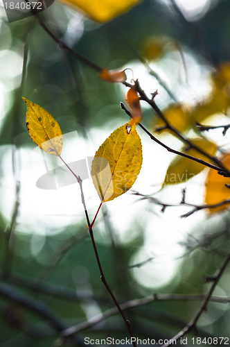Image of Autumnal photo in a forest