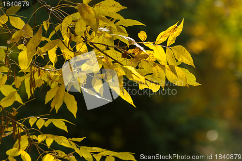 Image of Closeup of some autumnal leaves