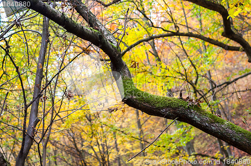 Image of Autumnal photo in a forest