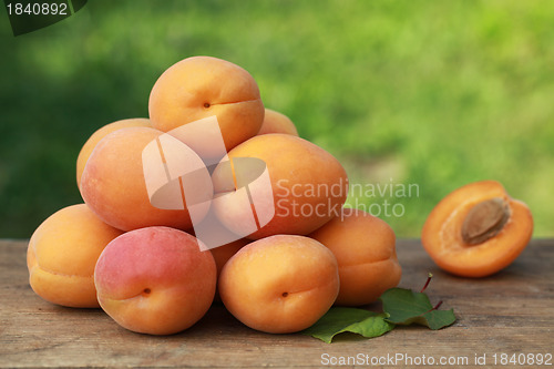 Image of Fresh Apricots