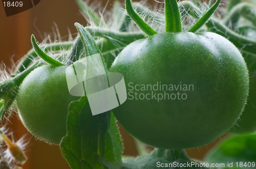 Image of Green tomatoes