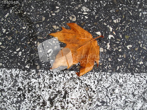 Image of Autumn leaf on the road