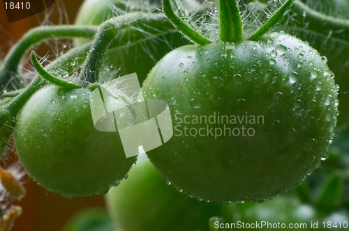 Image of Green tomatoes