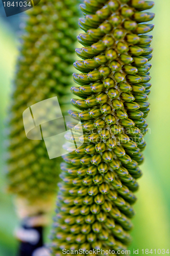 Image of Aloe vera flower buds