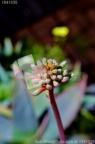 Image of Aloe striata flower buds