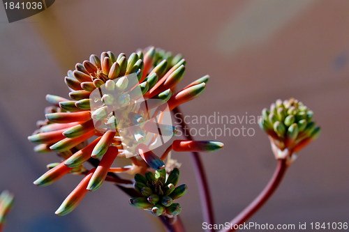 Image of Aloe striata flower buds