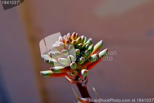 Image of Aloe striata flower buds