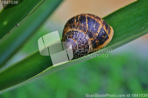 Image of Snail on yuca leaf
