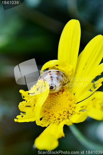 Image of Garden snail