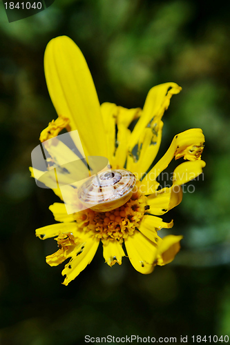 Image of Garden snail