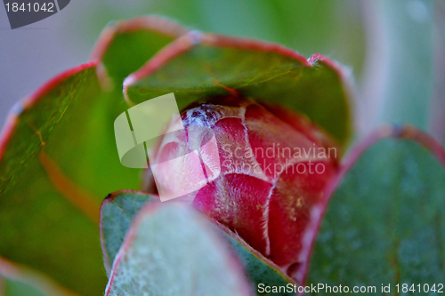 Image of Protea blossom bud