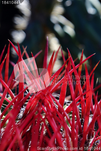 Image of cactus spines