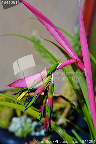 Image of Billbergia nutans (Queen's tears)