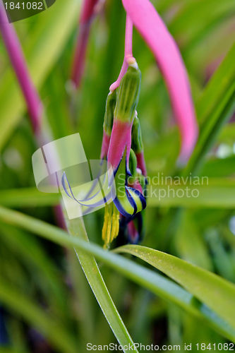 Image of Billbergia nutans (Queen's tears)