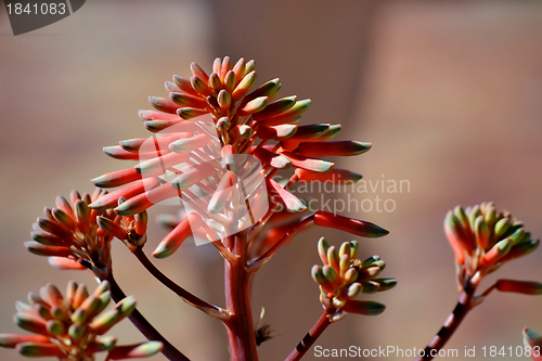 Image of Aloe striata flower