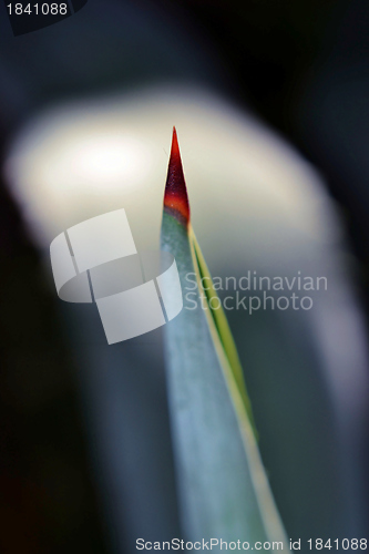 Image of Agave thorn