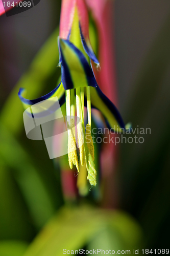 Image of Billbergia nutans (Queen's tears)