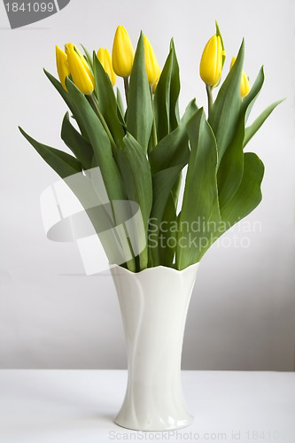 Image of Tulips