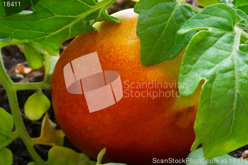 Image of Nectarine