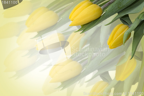 Image of Yellow tulips