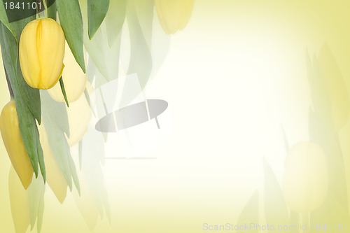 Image of Yellow tulips
