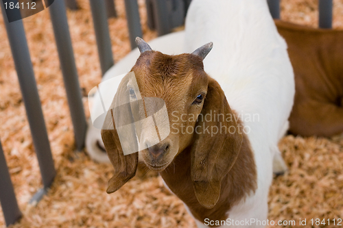 Image of baby goat in cage