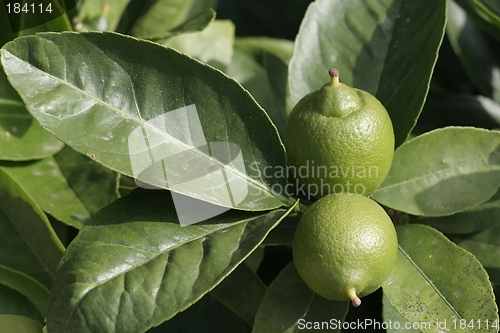 Image of two lemons on a tree