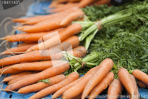 Image of Carrot