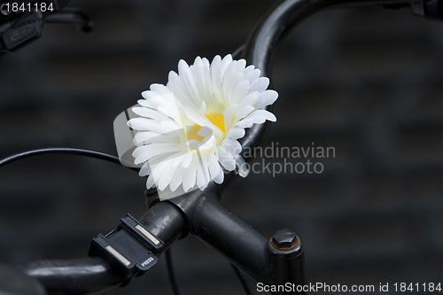 Image of Flower Bike