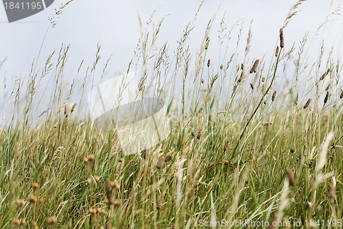 Image of Straw