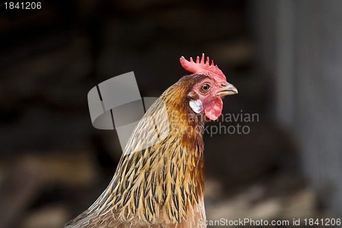 Image of Hen