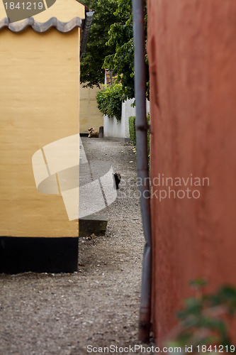 Image of Cat in a Alley