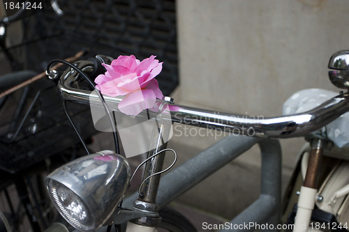 Image of Flower Bike