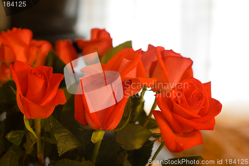 Image of Roses