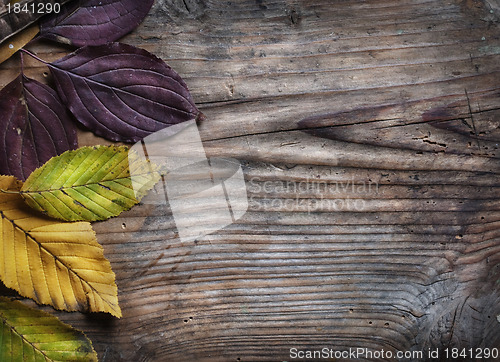 Image of Autumn Leaves