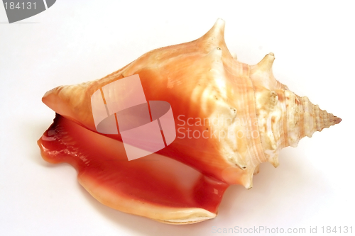 Image of Seashell