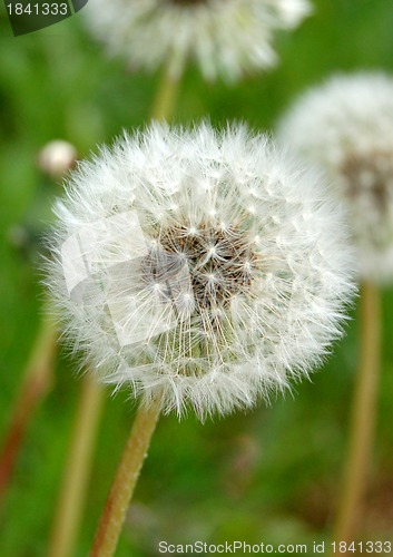 Image of dandelion