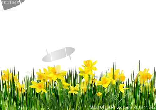 Image of Spring flowers isolated over white background