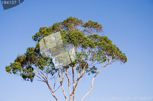 Image of Eucalyptus