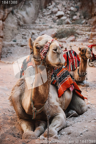 Image of Camels